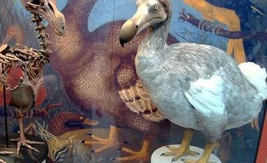How the dodo might return with the Nicobar pigeon as its surrogate mother Dodo