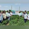 Good news to Indian chilli farmers - New chilli hybrid NCH-6889 to give solution to Black thrips menace in chilli crop from Nuziveedu Seeds Research