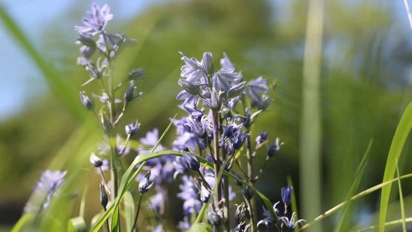 bluebells, flowers, bulbs bluebells, flowers, bulbs