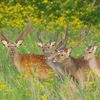 Deer image titles can vary widely depending on the specific context and the type of image.