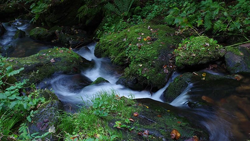 Nature Nature